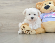 8 week old Maltese Puppy For Sale - Florida Fur Babies