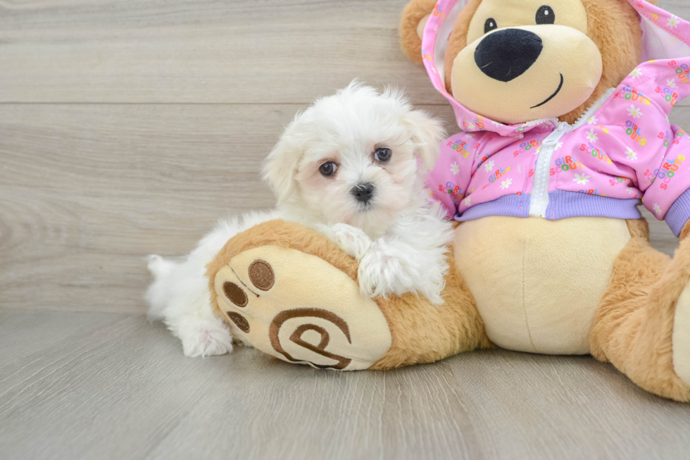 Adorable Maltese Purebred Puppy