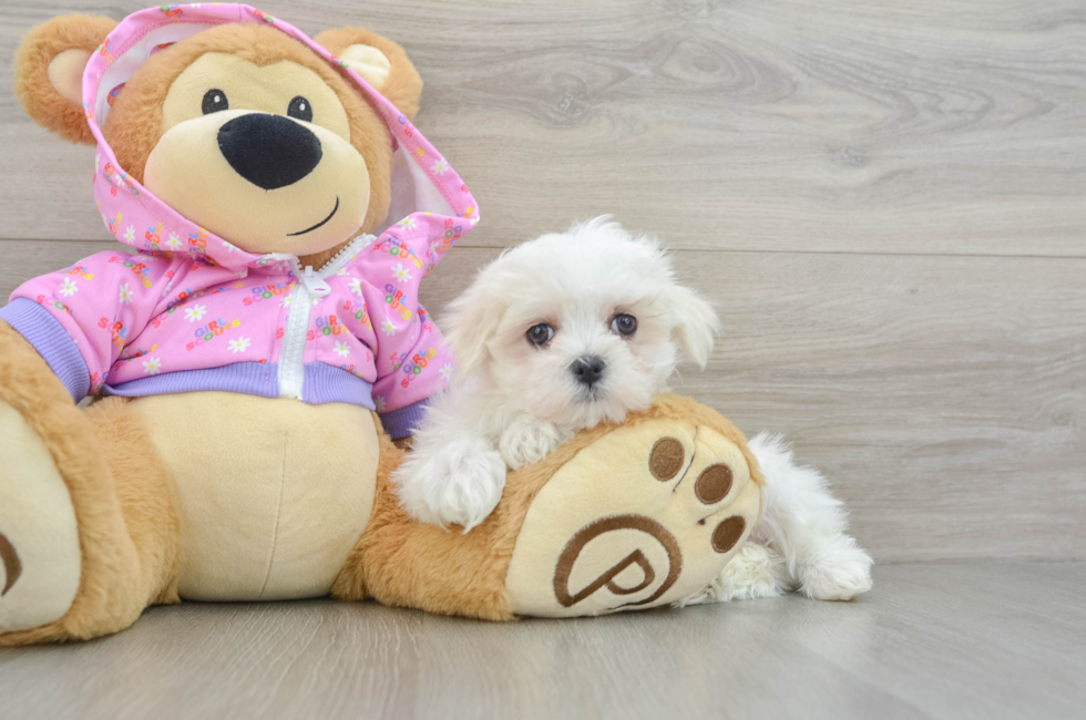 8 week old Maltese Puppy For Sale - Florida Fur Babies