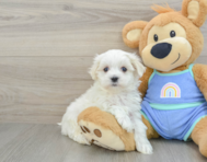 7 week old Maltese Puppy For Sale - Florida Fur Babies