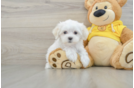 Best Maltese Baby