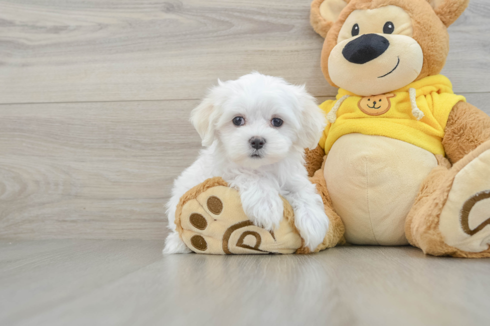 Best Maltese Baby