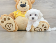 7 week old Maltese Puppy For Sale - Florida Fur Babies