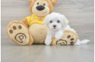 Maltese Puppy for Adoption