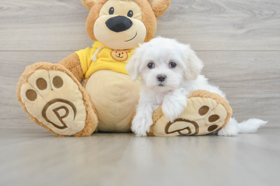 Maltese Puppy for Adoption