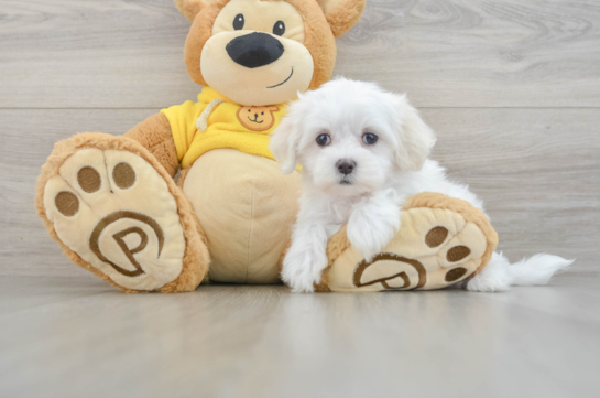 Maltese Puppy for Adoption