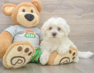 8 week old Maltese Puppy For Sale - Florida Fur Babies