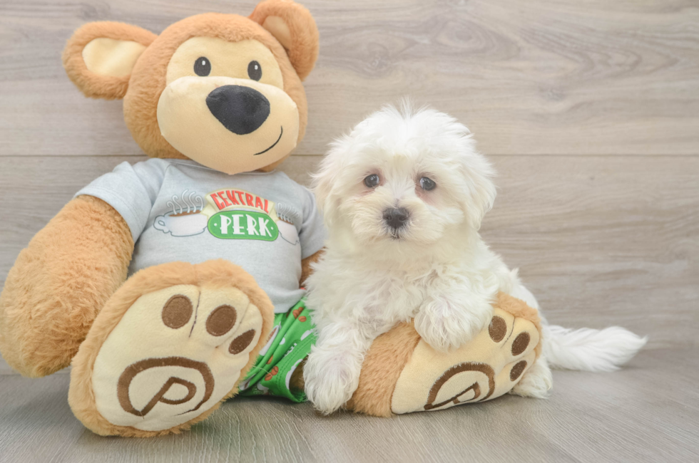 8 week old Maltese Puppy For Sale - Florida Fur Babies