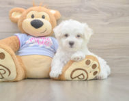 7 week old Maltese Puppy For Sale - Florida Fur Babies