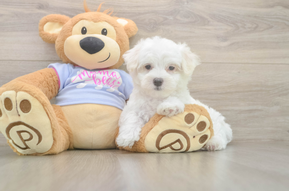 7 week old Maltese Puppy For Sale - Florida Fur Babies
