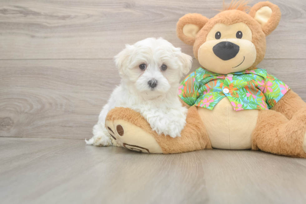 Smart Maltese Purebred Puppy