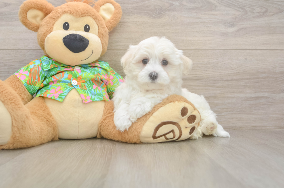 7 week old Maltese Puppy For Sale - Florida Fur Babies