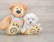 7 week old Maltese Puppy For Sale - Florida Fur Babies
