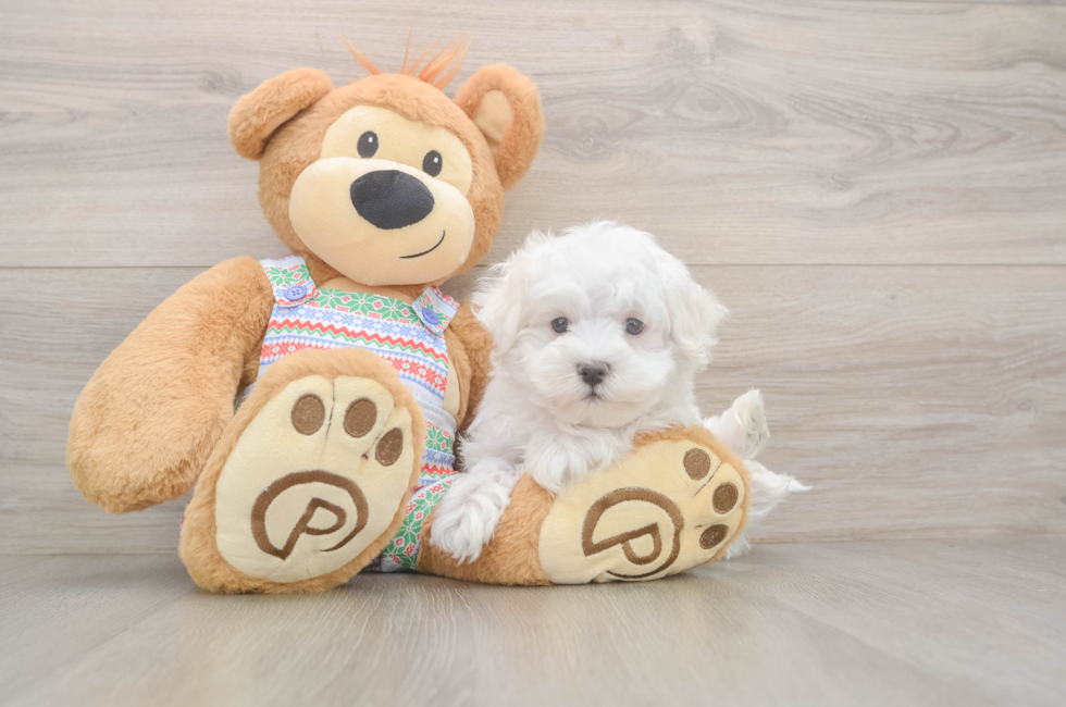 7 week old Maltese Puppy For Sale - Florida Fur Babies