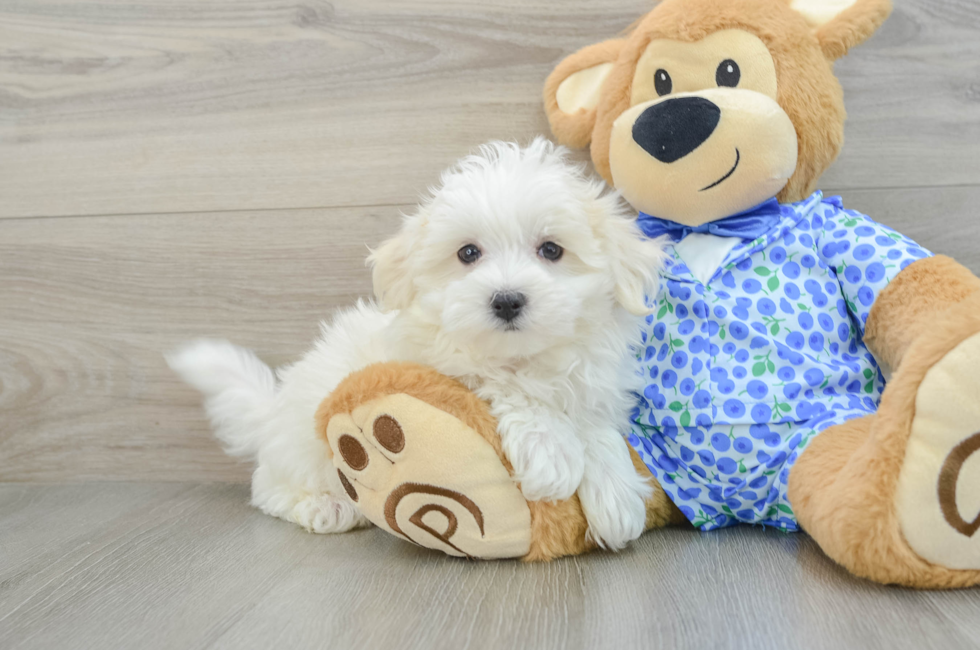 9 week old Maltese Puppy For Sale - Florida Fur Babies