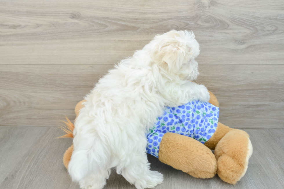 Fluffy Maltese Purebred Puppy