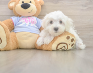 9 week old Maltese Puppy For Sale - Florida Fur Babies