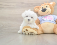 8 week old Maltese Puppy For Sale - Florida Fur Babies
