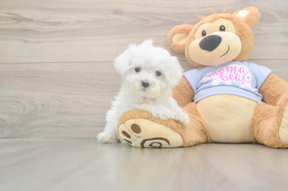8 week old Maltese Puppy For Sale - Florida Fur Babies