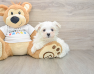 8 week old Maltese Puppy For Sale - Florida Fur Babies