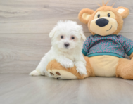 8 week old Maltese Puppy For Sale - Florida Fur Babies