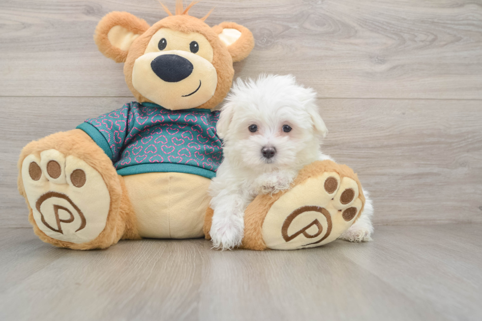 Maltese Puppy for Adoption