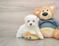 7 week old Maltese Puppy For Sale - Florida Fur Babies