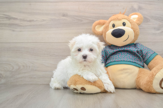 Hypoallergenic Maltese Purebred Pup