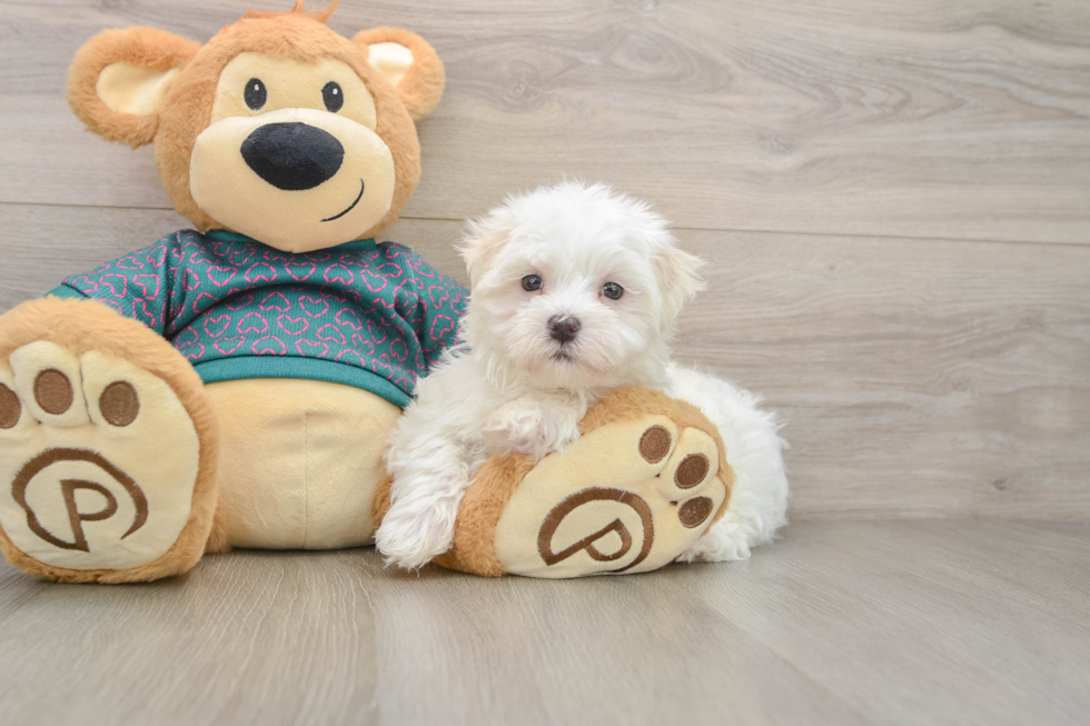 Adorable Maltese Purebred Puppy