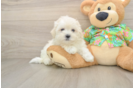 Energetic Maltese Purebred Puppy
