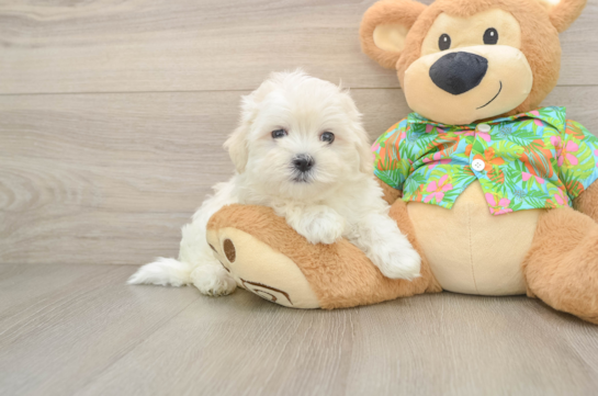 Energetic Maltese Purebred Puppy