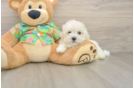 Small Maltese Purebred Pup
