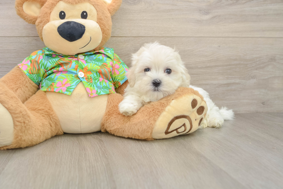 Small Maltese Purebred Pup