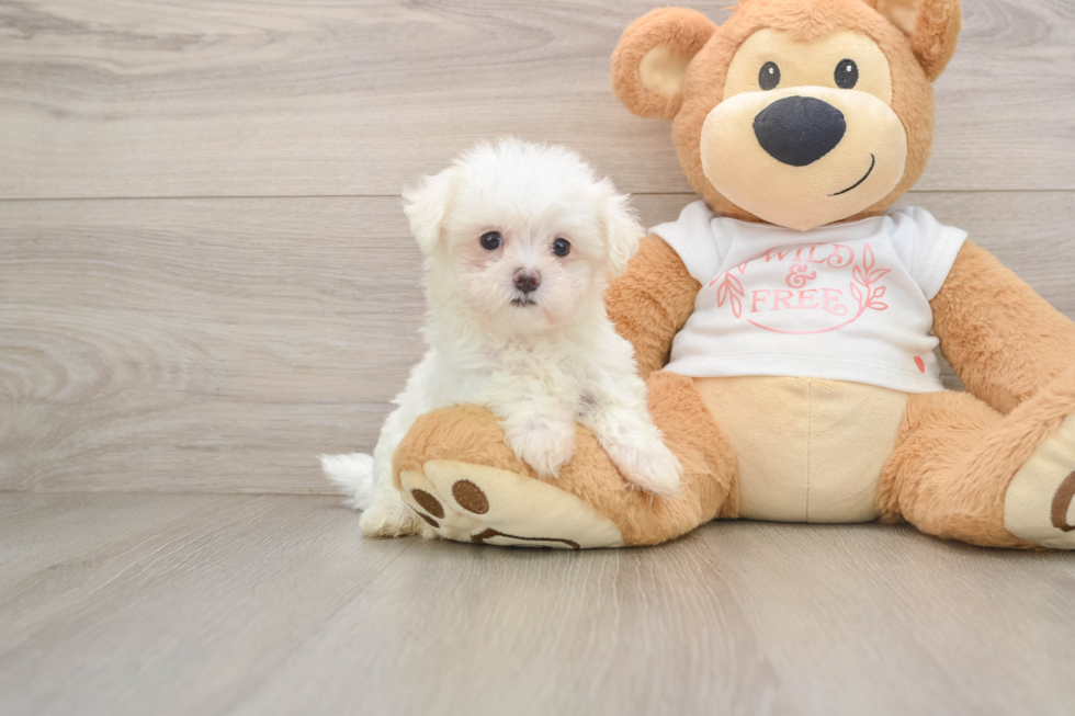 Best Maltese Baby