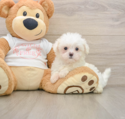 8 week old Maltese Puppy For Sale - Florida Fur Babies