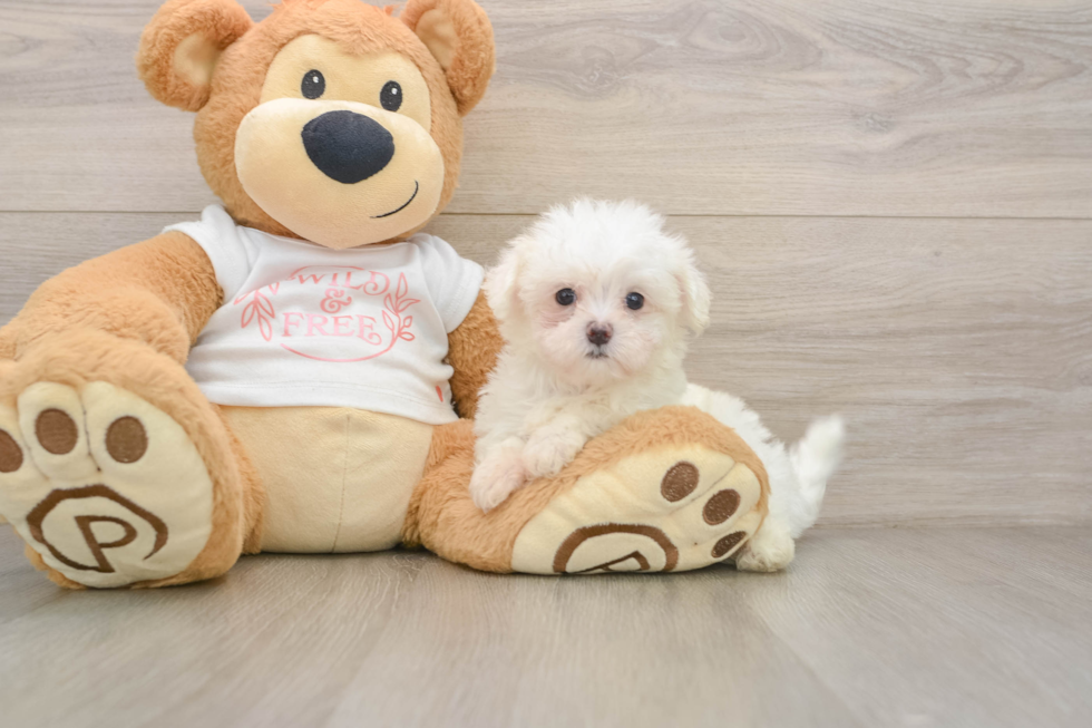 Sweet Maltese Purebred Puppy