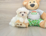 7 week old Maltese Puppy For Sale - Florida Fur Babies