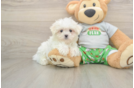 Playful Maltese Purebred Pup