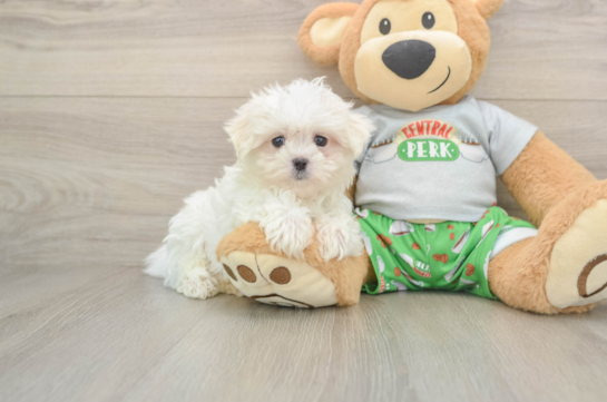 Playful Maltese Purebred Pup