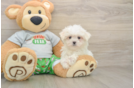 Little Maltese Baby