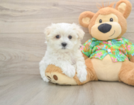 8 week old Maltese Puppy For Sale - Florida Fur Babies