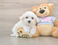 8 week old Maltese Puppy For Sale - Florida Fur Babies