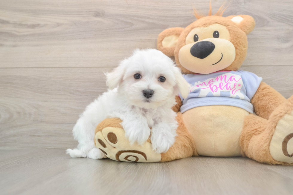 Fluffy Maltese Purebred Puppy