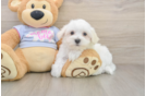 Sweet Maltese Purebred Puppy