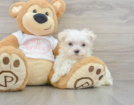 8 week old Maltese Puppy For Sale - Florida Fur Babies