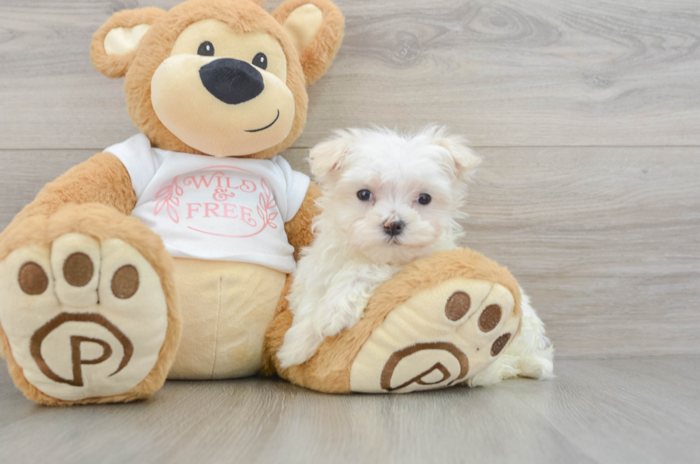 8 week old Maltese Puppy For Sale - Florida Fur Babies