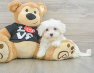 8 week old Maltese Puppy For Sale - Florida Fur Babies