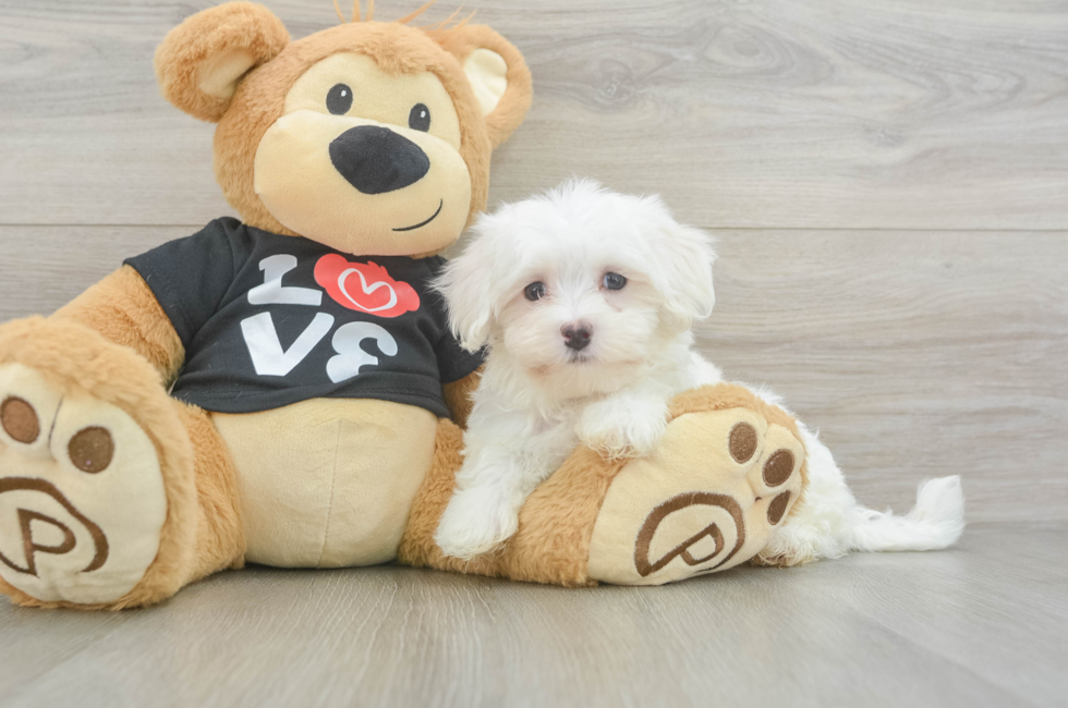 8 week old Maltese Puppy For Sale - Florida Fur Babies