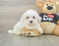 8 week old Maltese Puppy For Sale - Florida Fur Babies