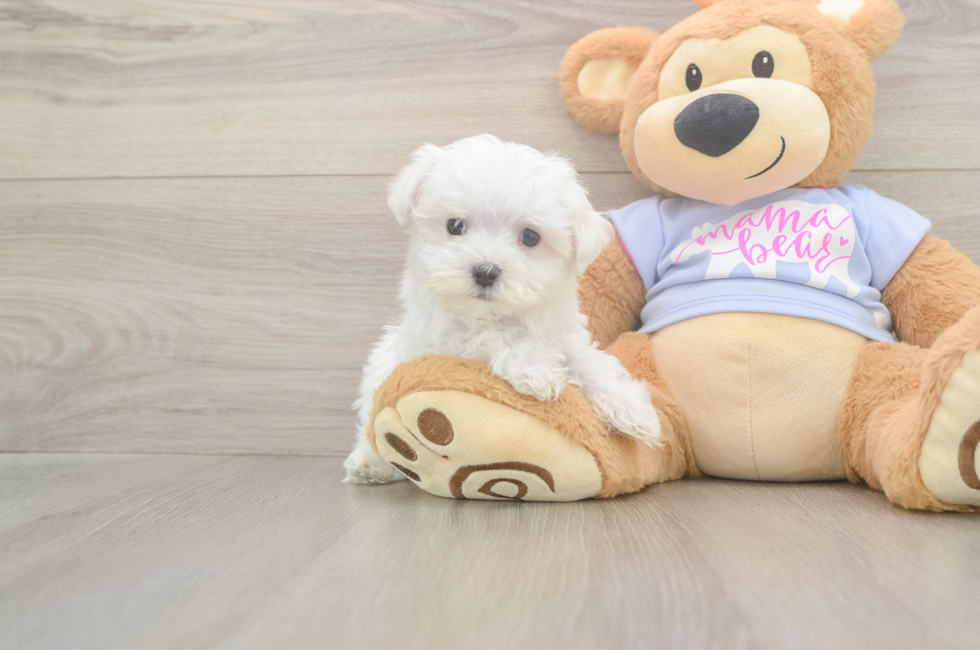8 week old Maltese Puppy For Sale - Florida Fur Babies